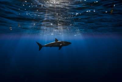 Underwater of a Shark