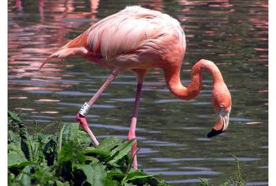 Unique Flamingos