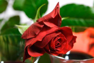 Valentines Big Red Rose