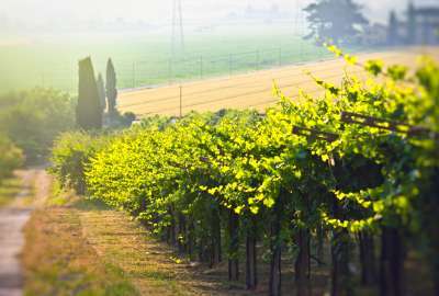 Vineyard in Verona Italy