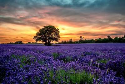 Violet Flower Field