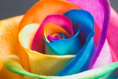 SRainbow Rose 3D Flowers Full HD
