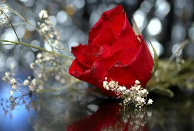 Wedding Red Rose Hd