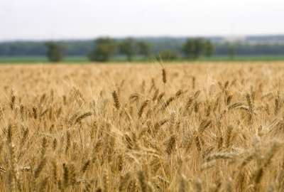 Wheat Fields 53