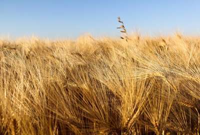 Wheat Fields At Summer
