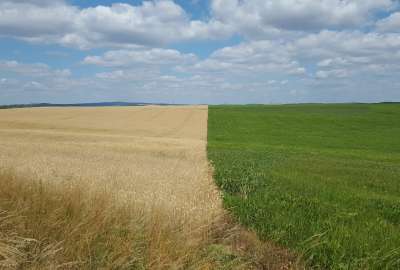Wheat Fields in the Czech Republic