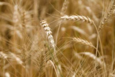 Wheat Fields 37