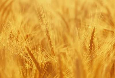 Wheat Fields 43
