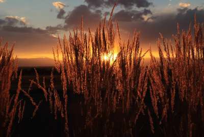 Wheat in Colorado
