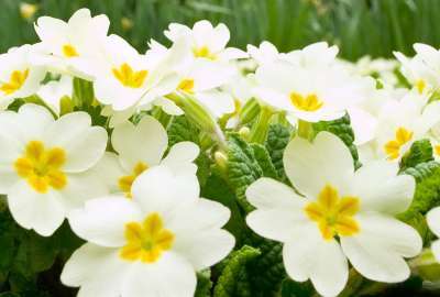 White Flowers 1646