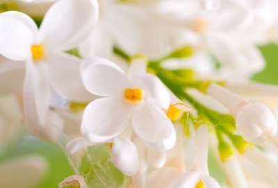 White Flowers Closeup