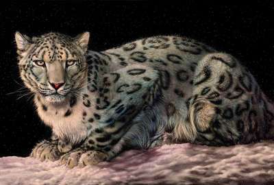 White Leopard 20787