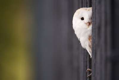 White Owl 10739