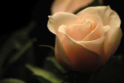 White Rose 6438