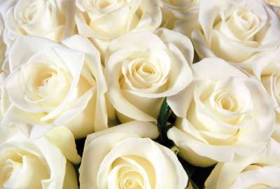 White Roses 6476