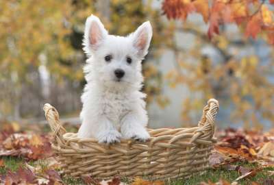 White Terrier Dog