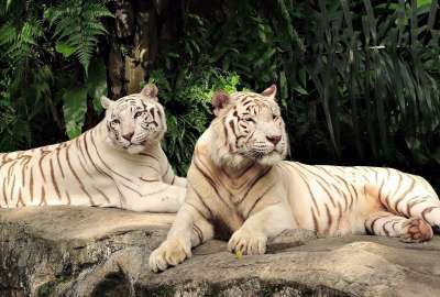 White Tigers Beautiful X 961761