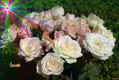 White Valentine Roses