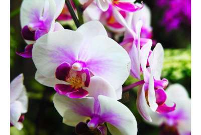 White Wedding Orchids