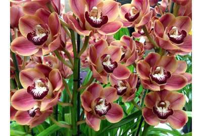 Wild Orchids S