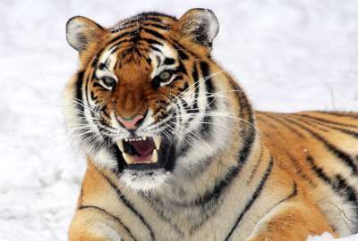 Wild Tiger Predator