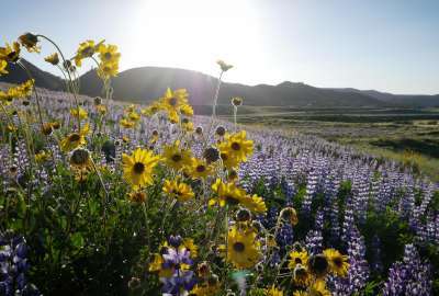 Wildflowers - Murrieta CA