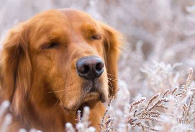 Winter Dog Face