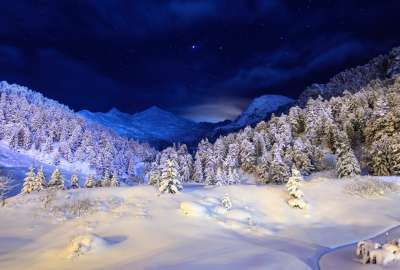 Winter Forest Night Sky
