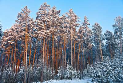 Winter Forest Trees