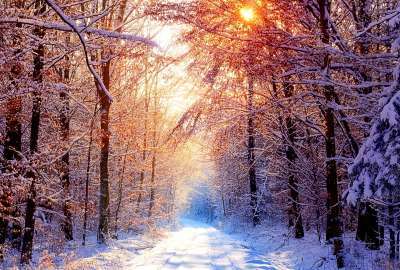 Winter Nature 5351