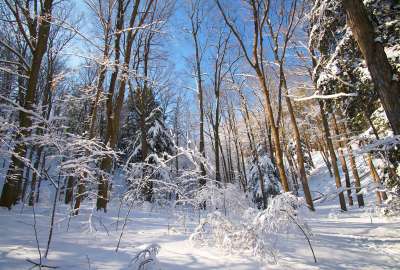 Winter View of Forest Trees
