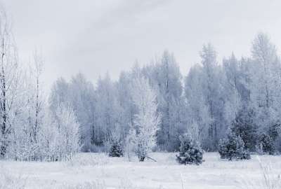 Winter, Snow, Nature, Trees, Forest