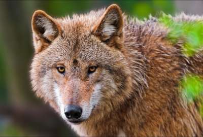 Wolf Closeup