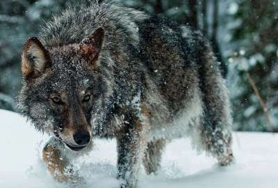 Wolf in Snow