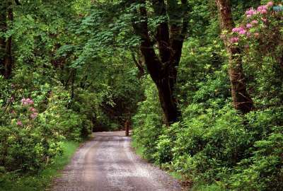 Wood Road in County Galway