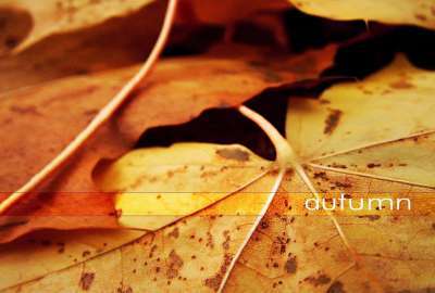 Yellow Autumn Leaves Background