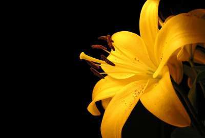 Yellow Flower 2152