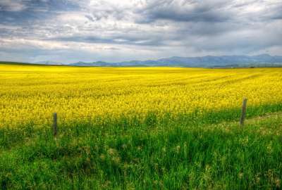 Yellow Grass Field Calgary Canada