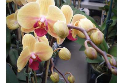 Yellow Inspired Orchids S