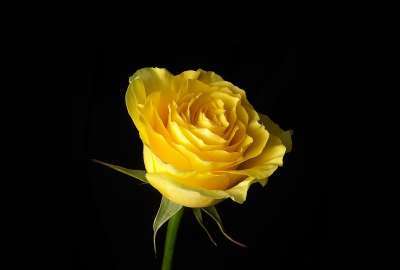 Yellow Rose 11635