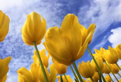 Yellow Tulips 28554