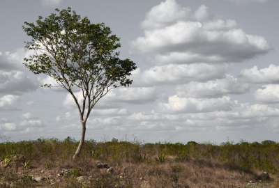 Yucatan Dry Forest
