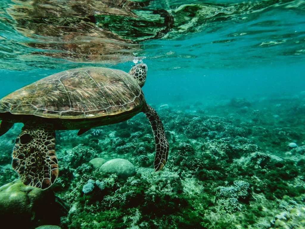 Turtle Underwater wallpaper