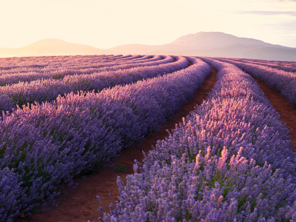 Lavender Fields wallpaper