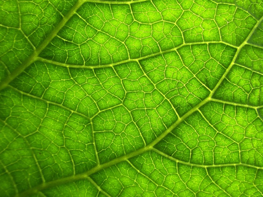 Leaf Macro Veins wallpaper
