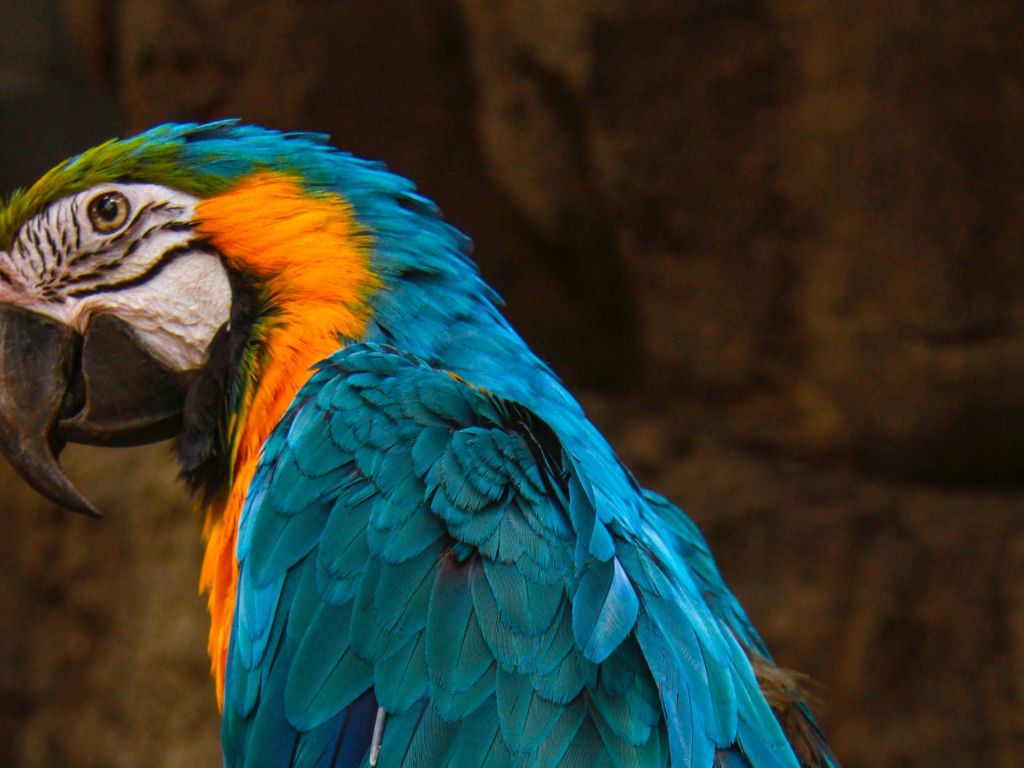 Yellow Macaw Wallpaper 4K Bird Colorful Parrot 2368