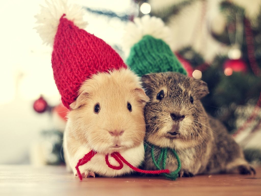 2 Cute Hamsters wallpaper