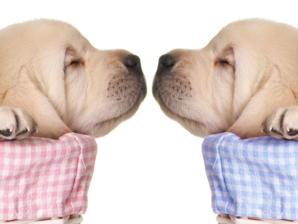 2 Cut Puppies wallpaper