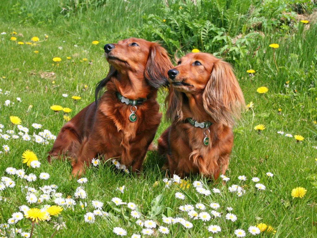 2 Dogs in the Grass wallpaper