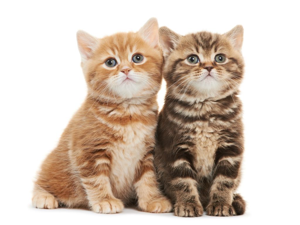 2 Kittens wallpaper